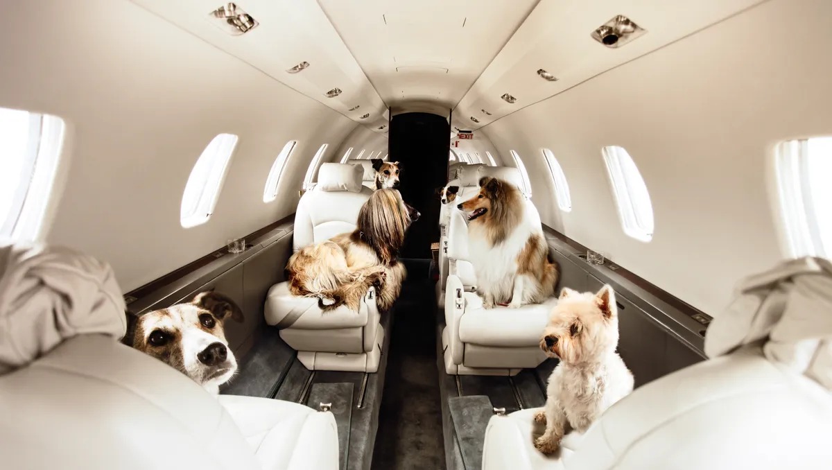 Are Dogs Allowed To Travel On Airplanes