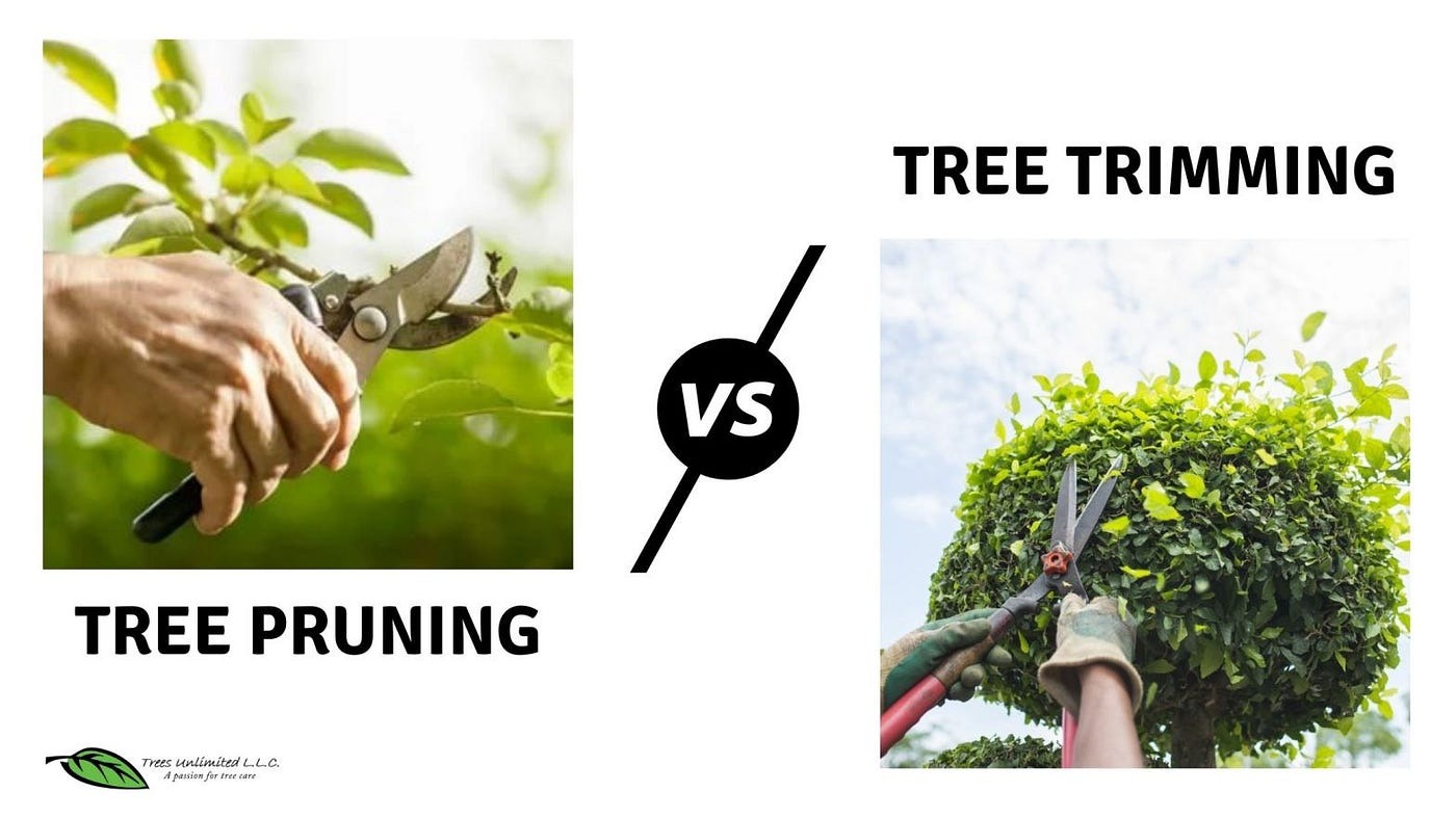 Pruning vs. Trimming: Which Method is Right for Yo